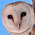 Tytonidae (Barn owl, Grass owl)