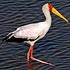 Ciconiidae (storks)