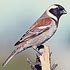 Passeridae (sparrows, petronias)