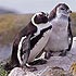 Spheniscidae (penguins)