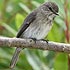 Muscicapidae (thrushes, robins, chats, Old World flycatchers)