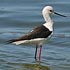 Recurvirostridae (avocets and stilts)