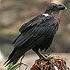 Corvidae (crows and ravens)
