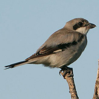 Lanius minor (Lesser grey shrike) 