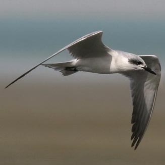 Sterna nilotica (Gull-billed tern) 