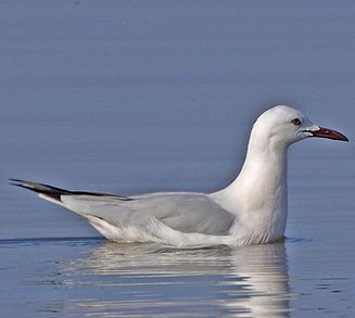 Larus genei (Slender-billed gull) 