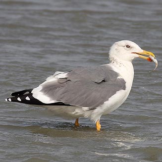 Larus heuglini (Heuglin's gull) 