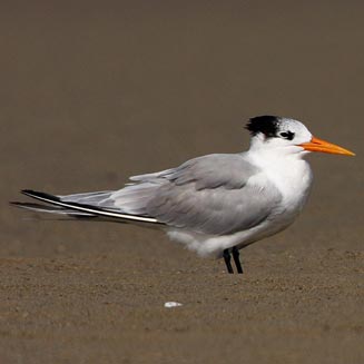 Sterna bengalensis (Lesser crested tern) 