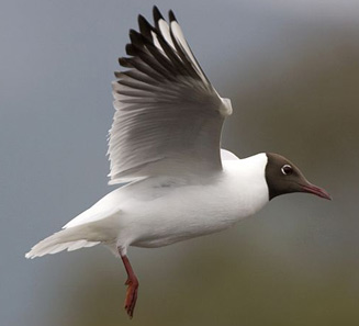 Larus ridibundus (Common black-headed gull, Black-headed gull) 