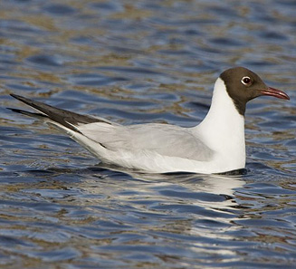 Larus ridibundus (Common black-headed gull, Black-headed gull) 