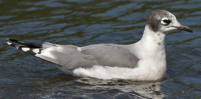 Larus pipixcan (Franklin's gull) 