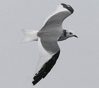 Larus sabini (Sabine's gull) 
