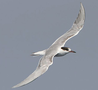 Sterna hirundo (Common tern) 