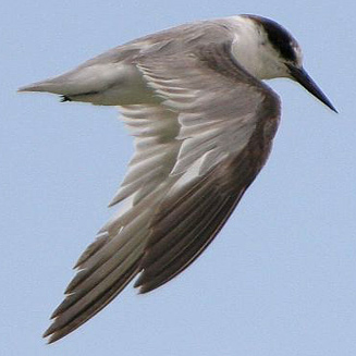 Sterna albifrons (Little tern) 