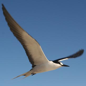 Sterna fuscata (Sooty tern) 