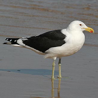 Larus dominicanus (Kelp Gull, Southern black-backed gull)