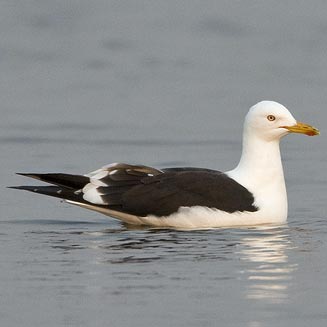 Larus fuscus (Lesser black-backed gull) 