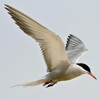 Sterna repressa (White-cheeked tern)