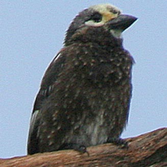 Stactolaema whytii (Whyte's barbet) 