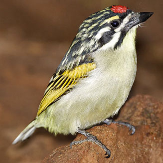 Pogoniulus pusillus (Red-fronted tinkerbird, Red-fronted tinker barbet)