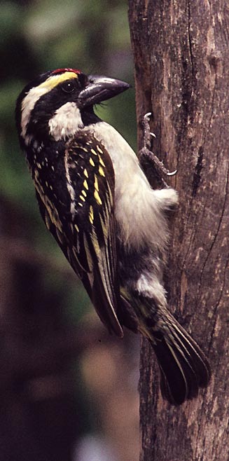 Tricholaema leucomelas (Acacia pied barbet, Pied barbet)