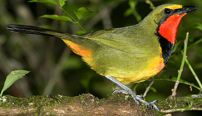 Telophorus viridis (Gorgeous bush-shrike)