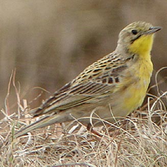 Anthus chloris (Yellow-breasted pipit) 