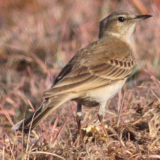 Anthus vaalensis (Buffy pipit) 