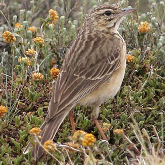 Anthus hoeschi (Mountain pipit) 