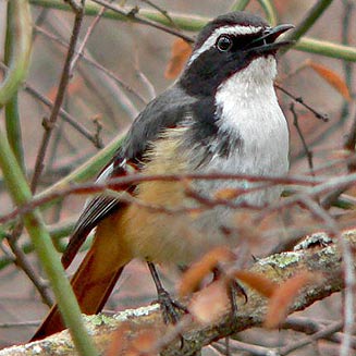 Cossypha humeralis (White-throated robin-chat, Whitethroated robin) 