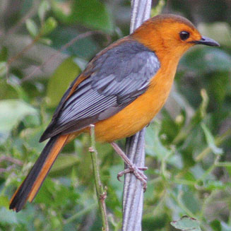 Cossypha natalensis (Red-capped robin-chat, Natal robin)