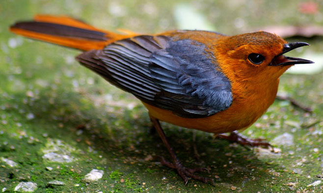 Cossypha natalensis (Red-capped robin-chat, Natal robin) 