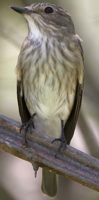 Muscicapa striata (Spotted flycatcher)