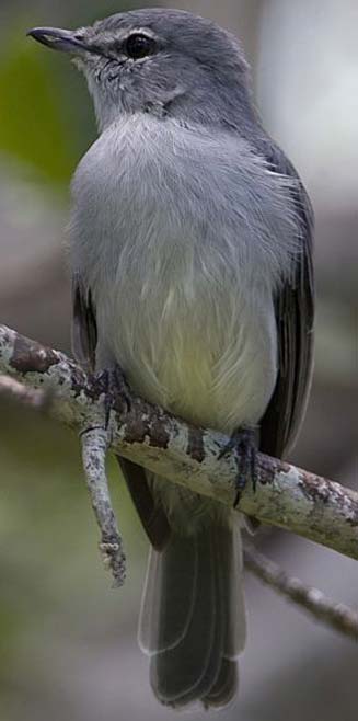 Muscicapa caerulescens (Ashy flycatcher, Blue-grey flycatcher) 