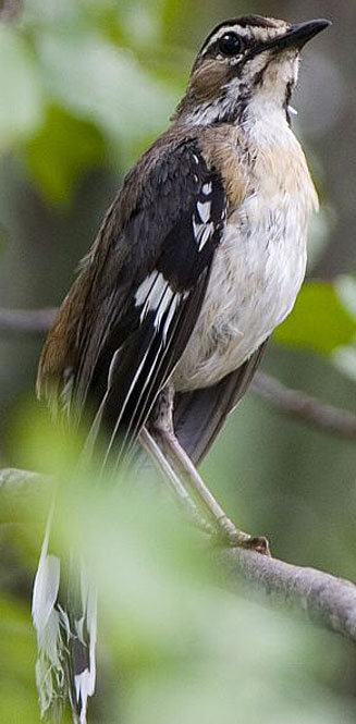 Cercotrichas quadrivirgata (Bearded scrub-robin)