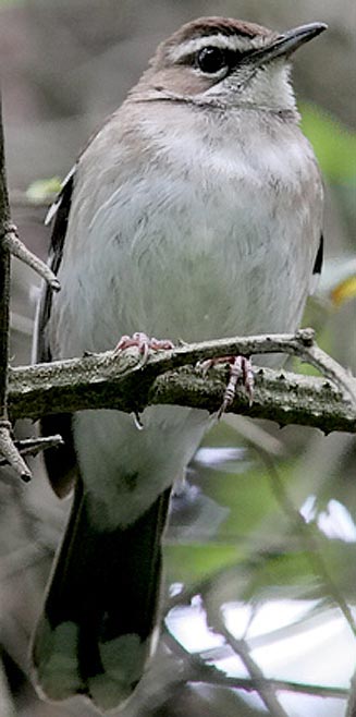 Cercotrichas signata (Brown scrub-robin) 