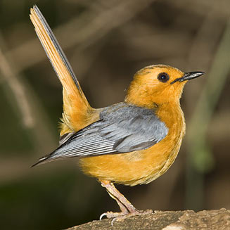 Cossypha natalensis (Red-capped robin-chat, Natal robin) 