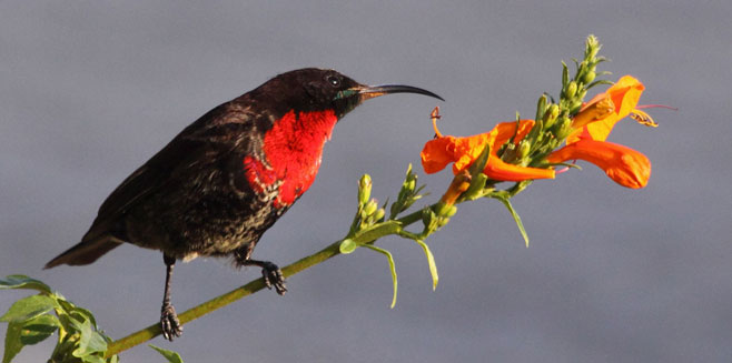 Chalcomitra senegalensis (Scarlet-chested sunbird) 