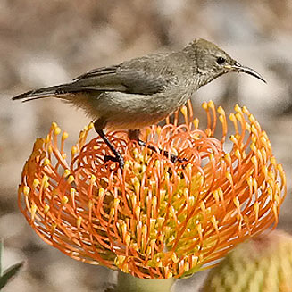 Cinnyris chalybeus (Southern double-collared sunbird, Lesser double-collared sunbird) 