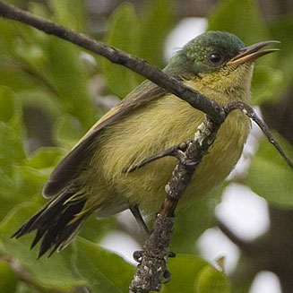 Hedydipna collaris (Collared sunbird) 