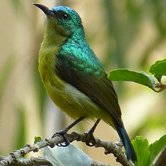 Hedydipna collaris (Collared sunbird) female
