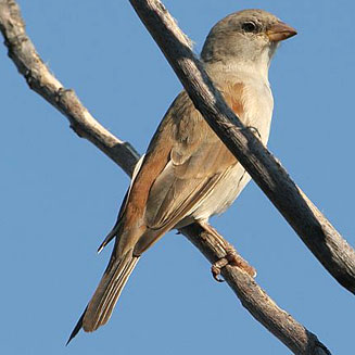 Passer diffusus (Southern grey-headed sparrow) 