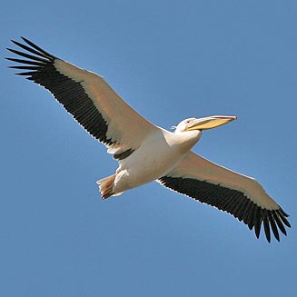 Pelecanus onocrotalus (Great white pelican)