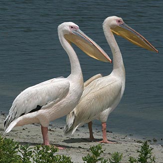 Pelecanus onocrotalus (Great white pelican)