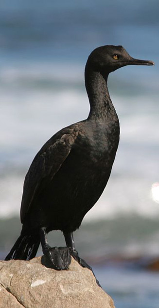Phalacrocorax neglectus (Bank cormorant)