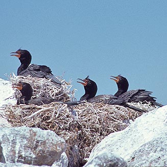 Phalacrocorax coronatus (Crowned cormorant)