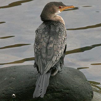 Phalacrocorax africanus (Reed cormorant)