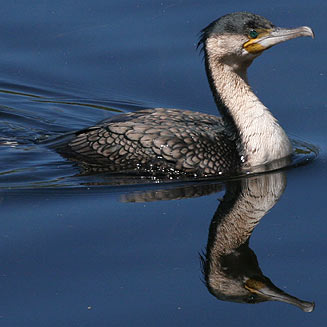 Phalacrocorax carbo (Whitebreasted cormorant)