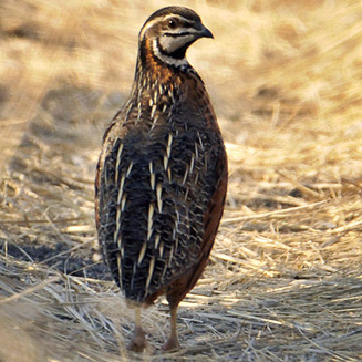 Coturnix delegorguei (Harlequin quail) 
