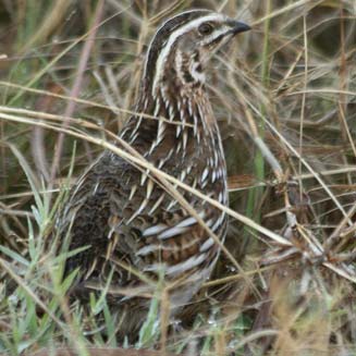 Coturnix coturnix (Common quail)